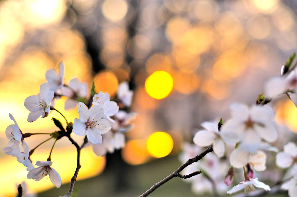 SAKURA Sunset