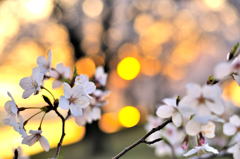 SAKURA Sunset