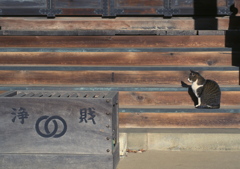猫の皮算用(=^・^=)