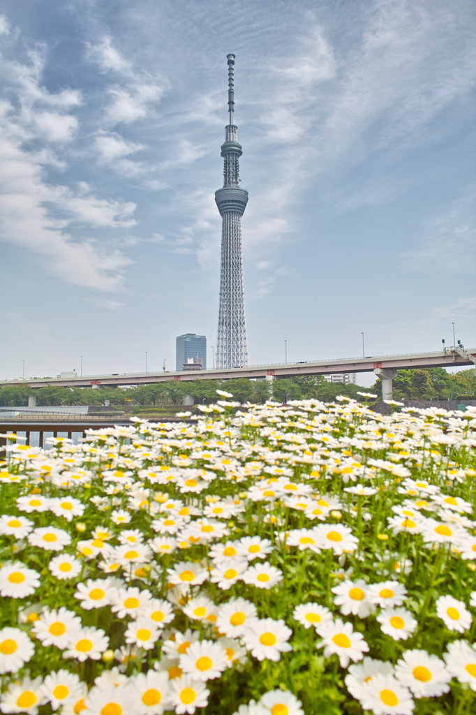 お花畑