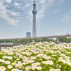 お花畑