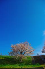 Blue Sky(2)