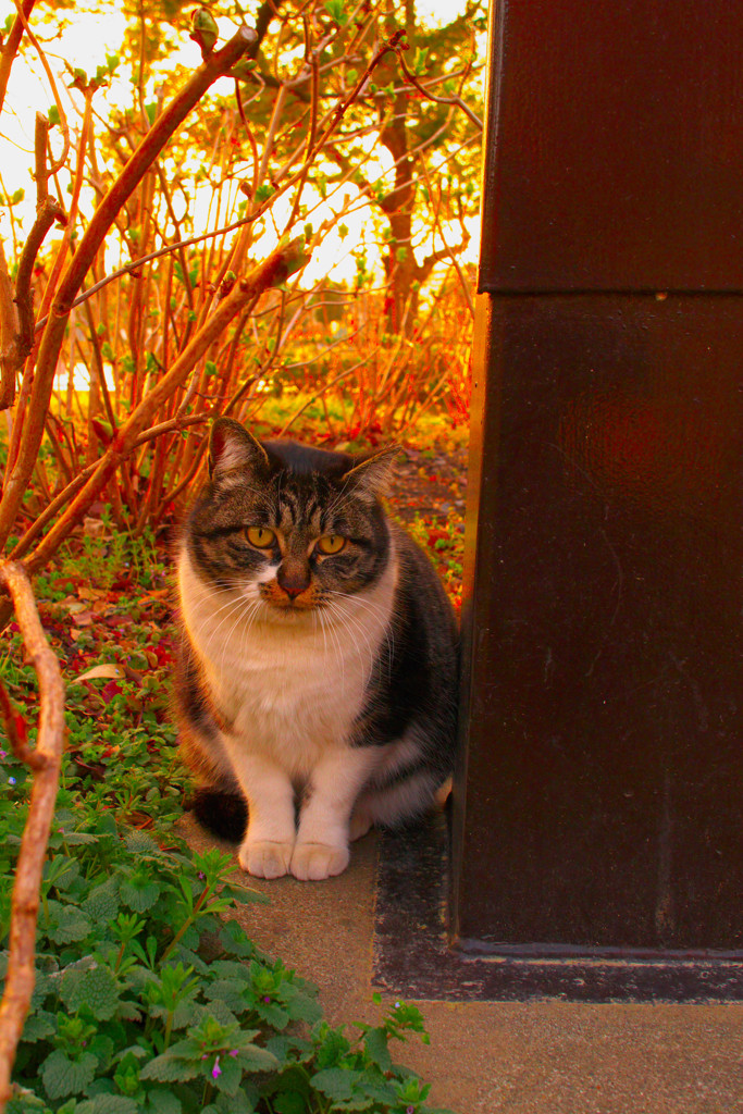 夕刻スナップ (4)