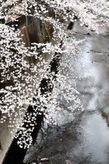 50mm一本勝負スナップ（２）