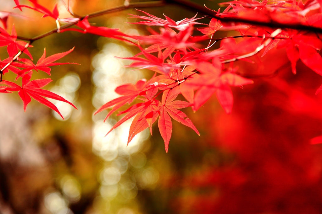 都内もピーク。。。(^.^)