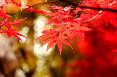 都内もピーク。。。(^.^)