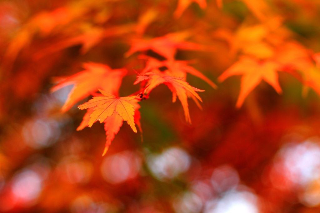 秋散歩スナップ (2)