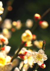 春を探してスナップ＠湯島聖堂（２）