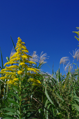 さわやか荒川！