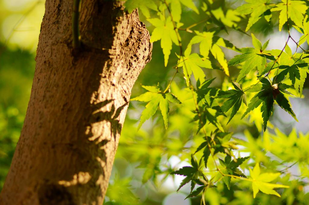 引き続き、色づくのを待っています。。。