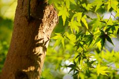 引き続き、色づくのを待っています。。。