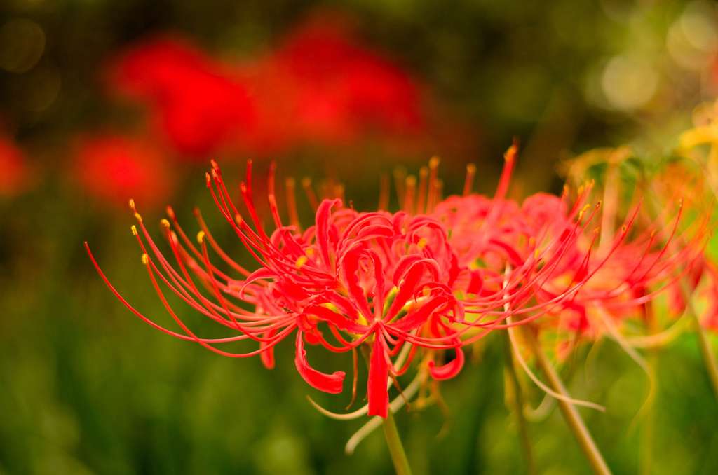 彼岸花三昧（３）
