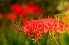 彼岸花三昧（３）