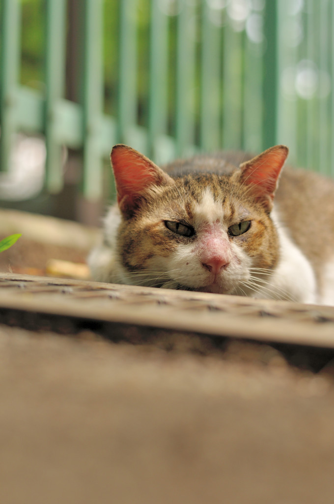 おまえ、だれやねん(=^・^=)