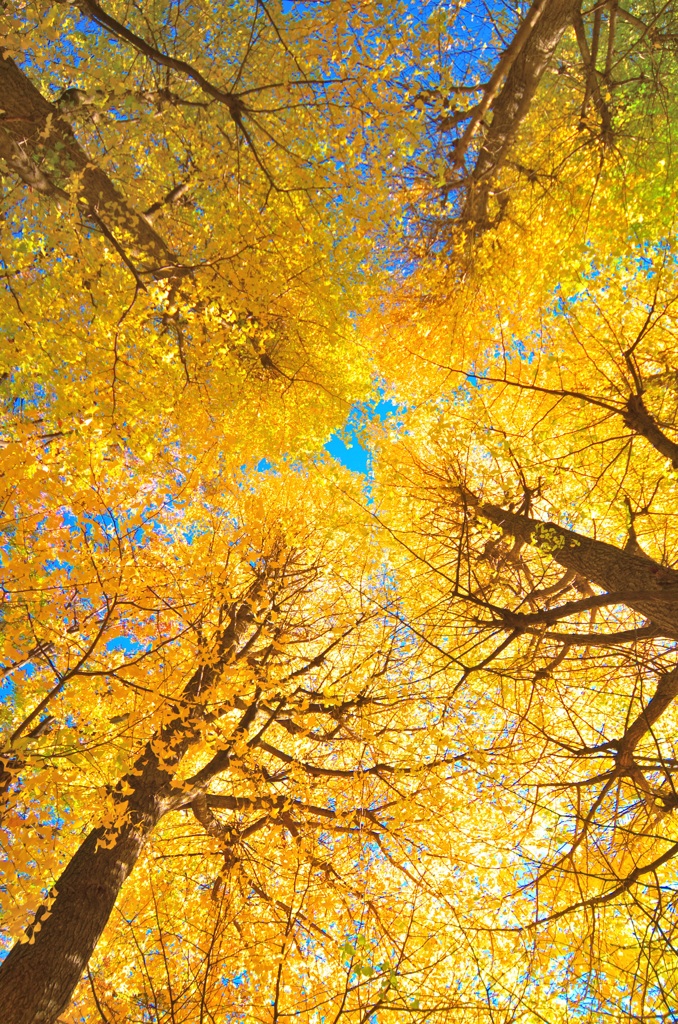 銀杏だぜスナップ (1)