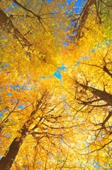 銀杏だぜスナップ (1)