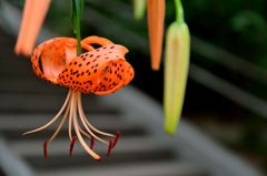 酷暑スナップ (2)