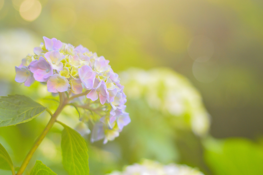 D3200初スナップ（１）