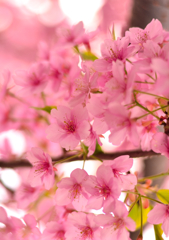 都内の河津桜はいい感じですよ～