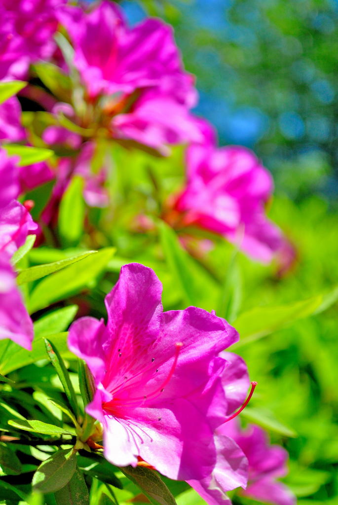 1 Nikkor 18.5mm f/1.8 初スナップ（２）