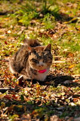 ノラ猫界にも格差の波が。。。((+_+))