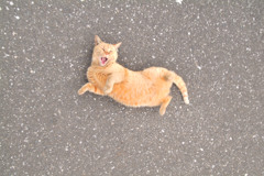 警戒心ゼロ(=^・^=)