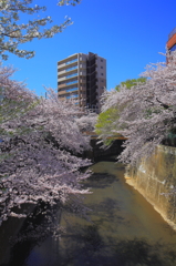 さくら満開スナップ（４）