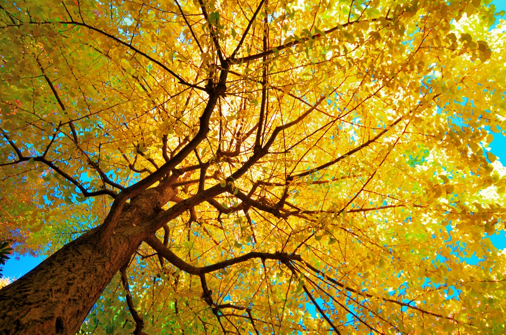 秋を見上げる（２）