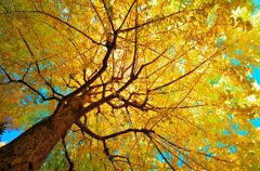 秋を見上げる（２）