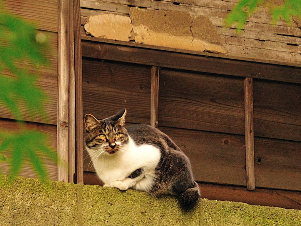 我、思う。。。