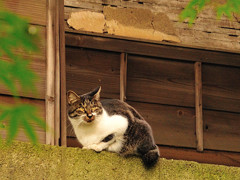 我、思う。。。