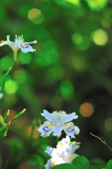 シャガってみる（２）