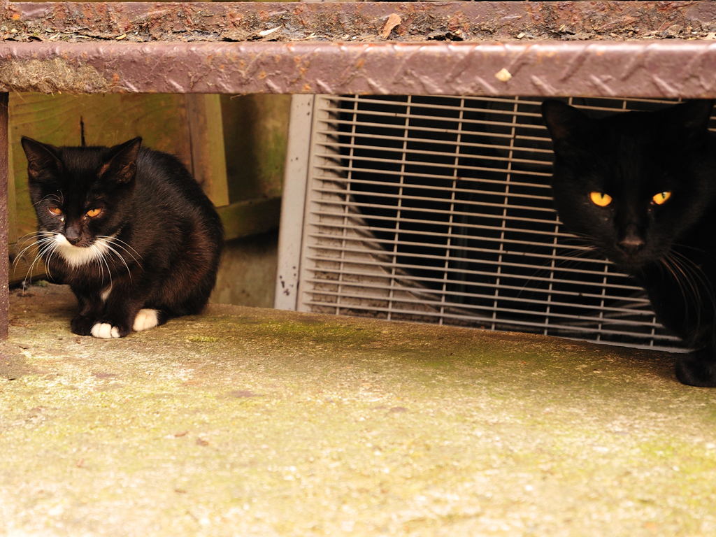 うちの子に何か用ですか？