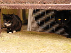 うちの子に何か用ですか？