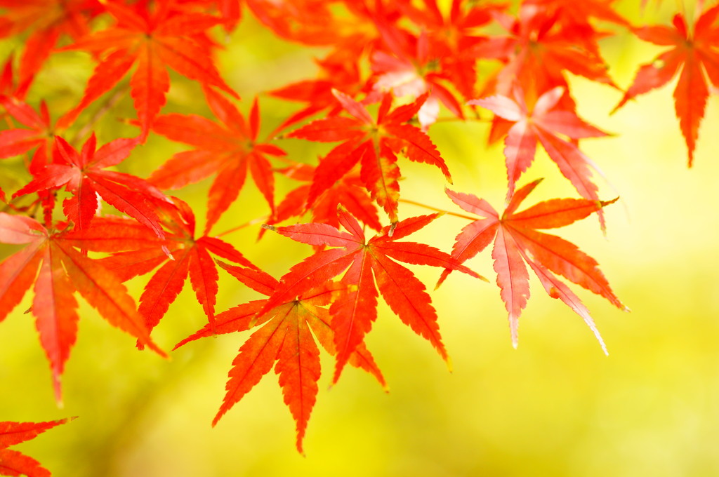 本日の紅葉＠都内