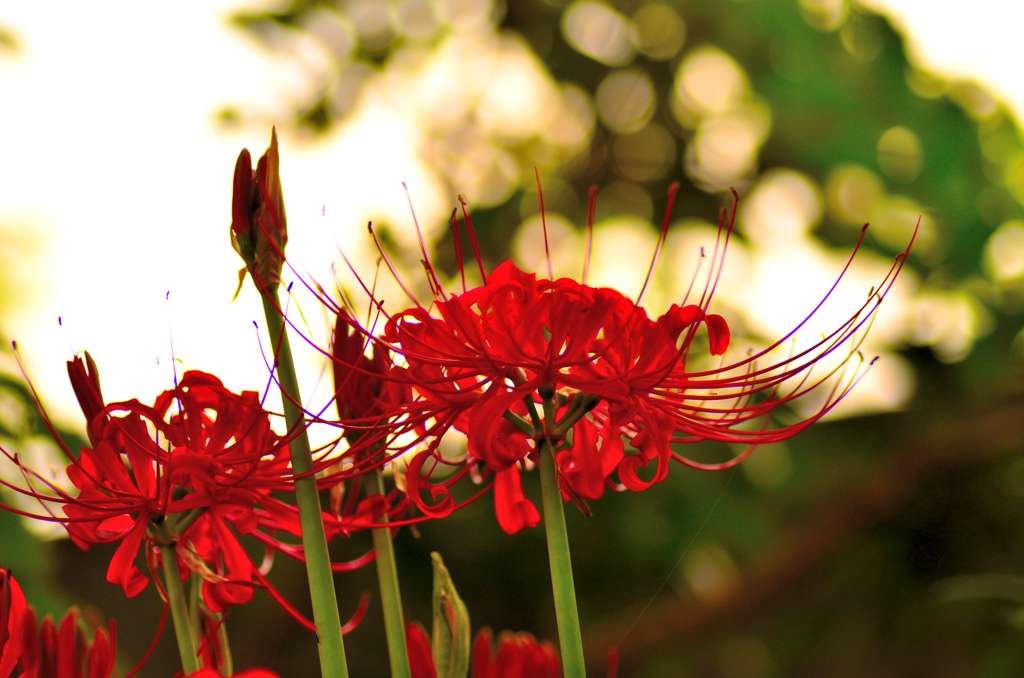 近所に咲く彼岸花