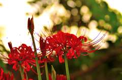 近所に咲く彼岸花