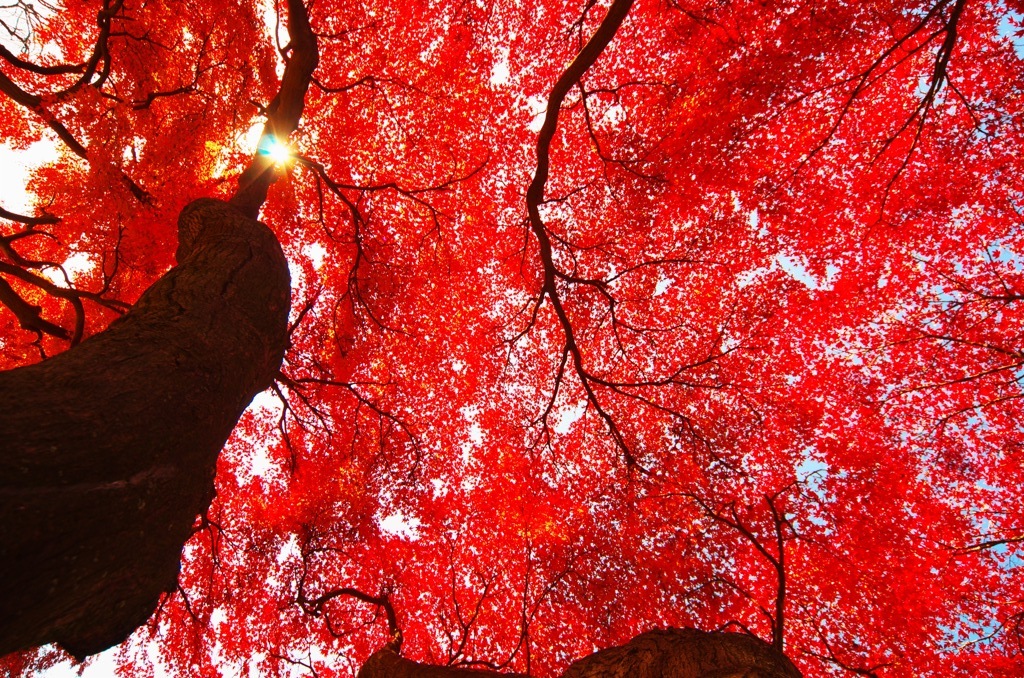 紅葉いっぱいだぁ～(^.^)