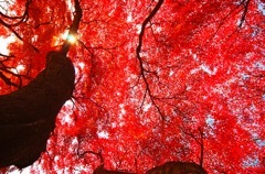 紅葉いっぱいだぁ～(^.^)