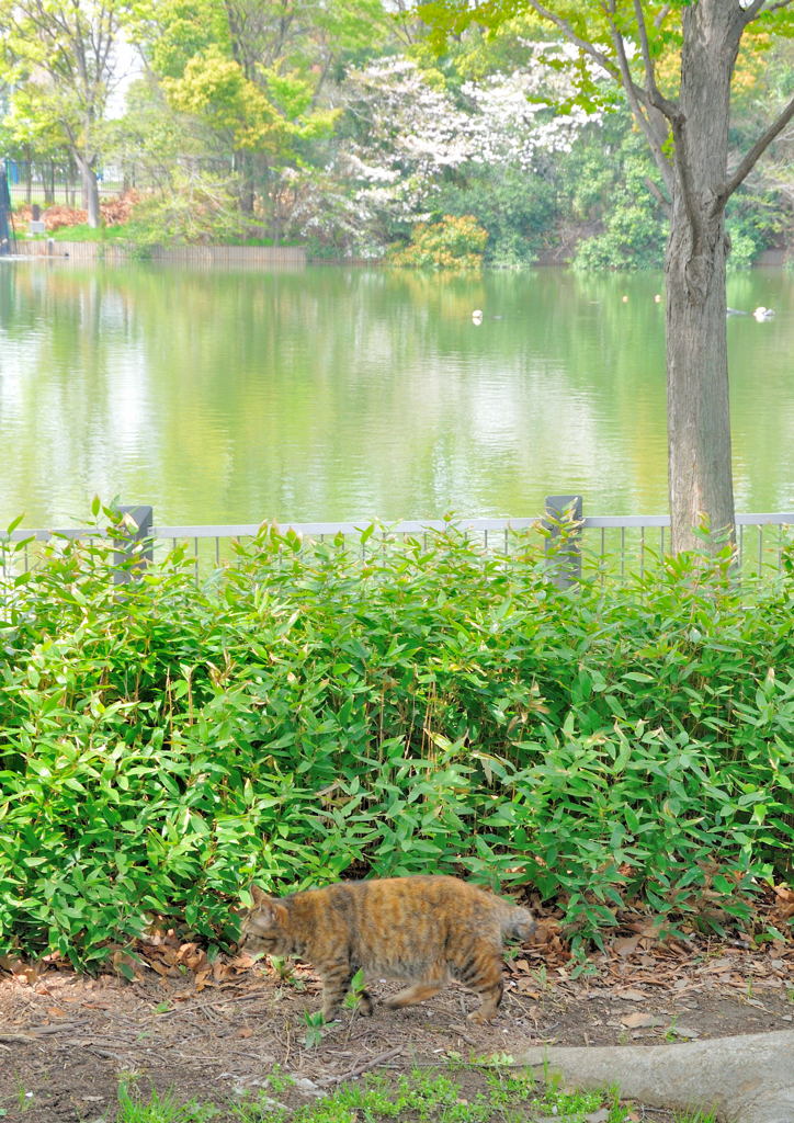 ちょっと先急いでいるんで。。。(=^・^=)