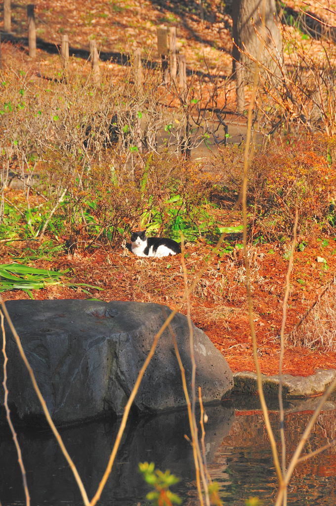 久し振りのD300スナップ（１）