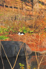 久し振りのD300スナップ（１）