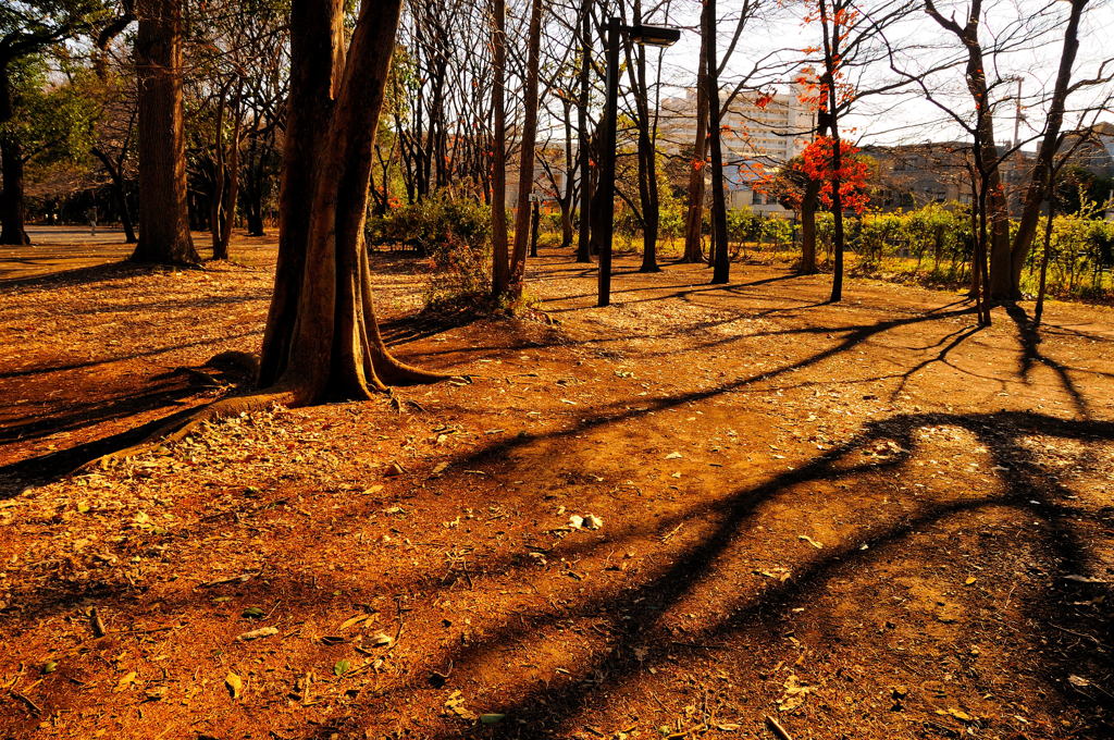 久し振りのD300スナップ（２）