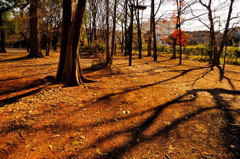 久し振りのD300スナップ（２）