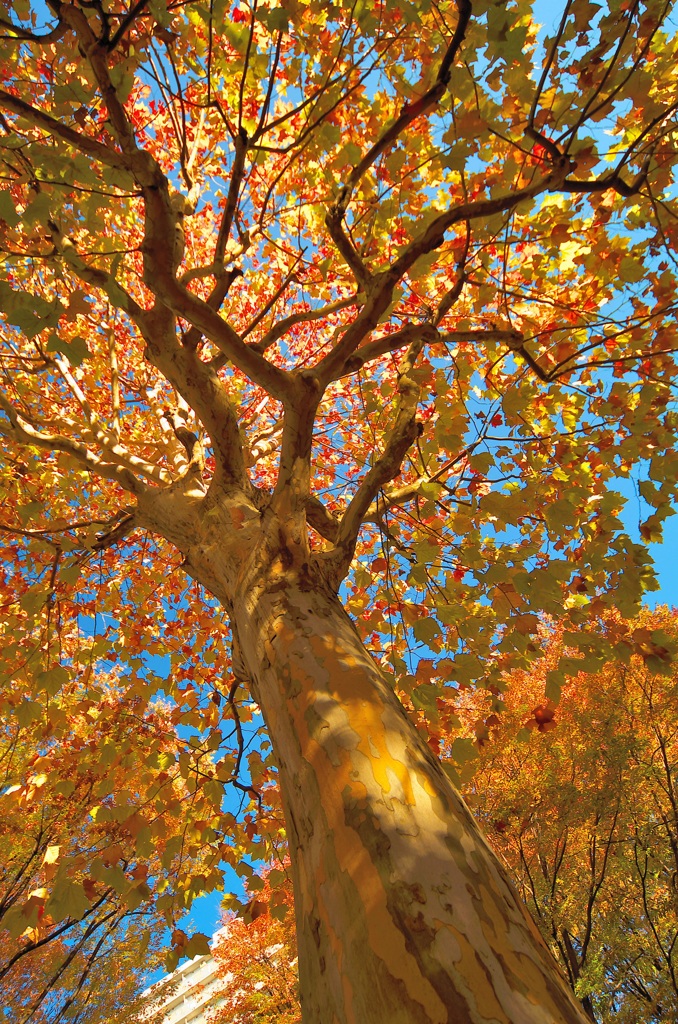 秋を見上げる（３）