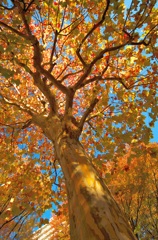 秋を見上げる（３）