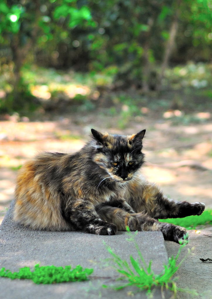 睨まれた(=^・^=)