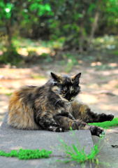 睨まれた(=^・^=)