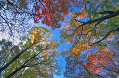 秋を見上げる（１）