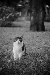 久し振りのノラ猫スポット（2）